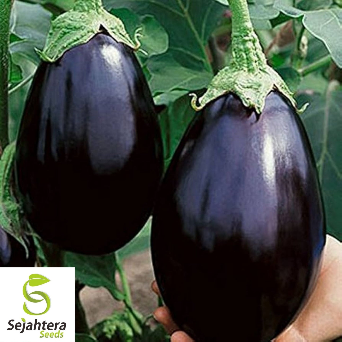 Eggplant Black Beauty Seeds 200+ | Heirloom Vegetable Garden NON-GMO USA