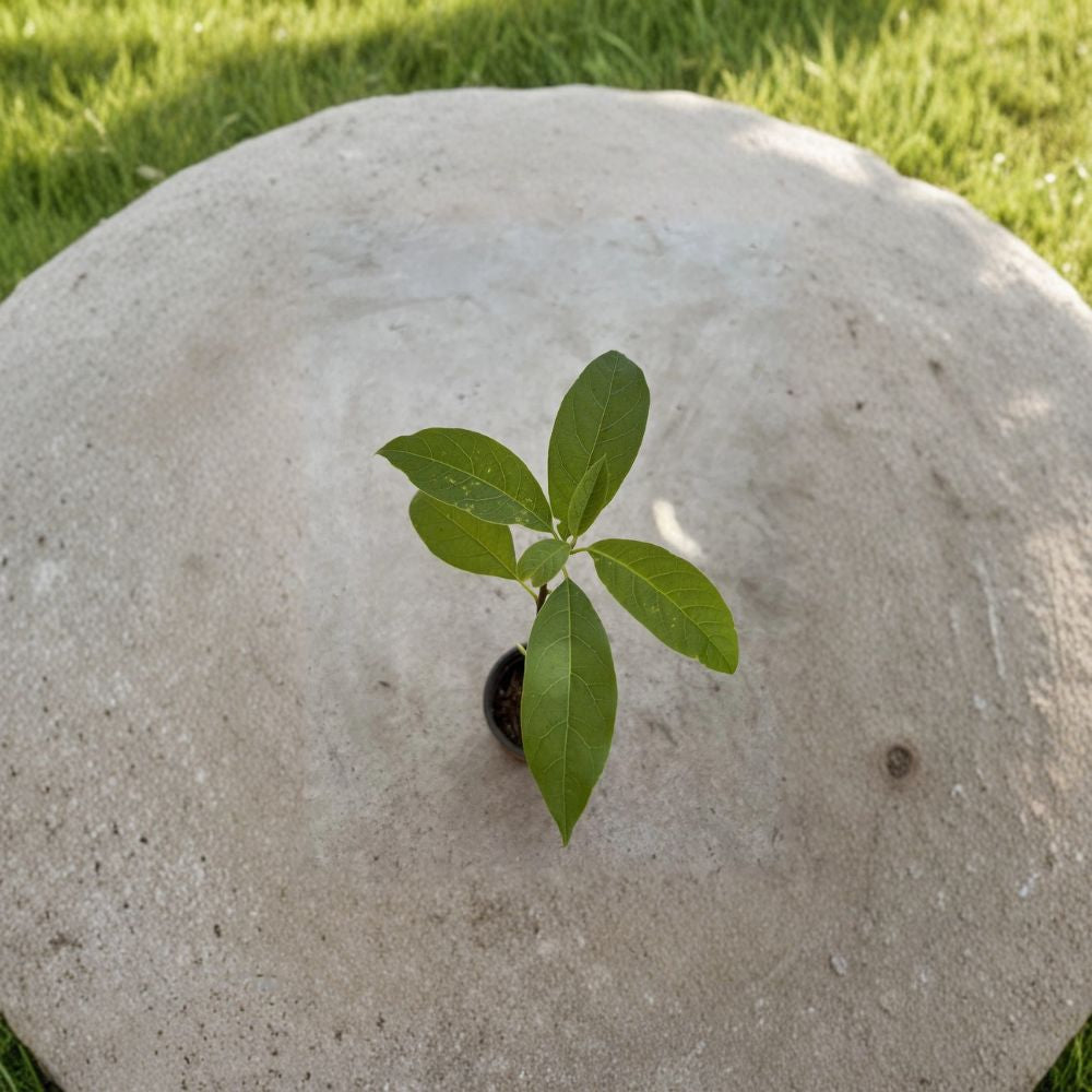 Avocado Tree – Persea americana Live Seedling | 15 Inches Tall | Ready to Plant  Tropical Fruit Starter | Patio & Backyard Friendly | Easy to Grow