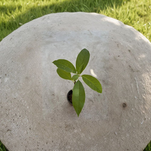 Avocado Tree – Persea americana Live Seedling | 15 Inches Tall | Ready to Plant  Tropical Fruit Starter | Patio & Backyard Friendly | Easy to Grow
