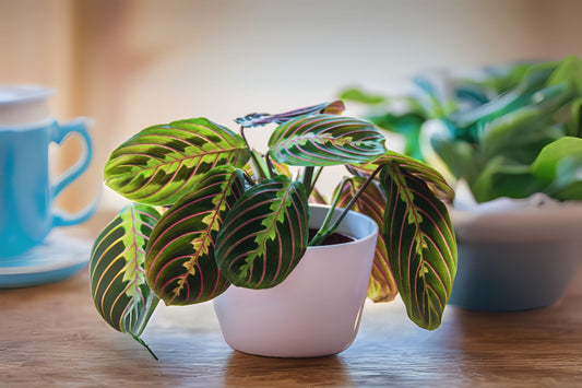 Maranta Red Plant 6" Pot - Red Maranta, Air Purifying Houseplant, Prayer Plant, Maranta leuconeura