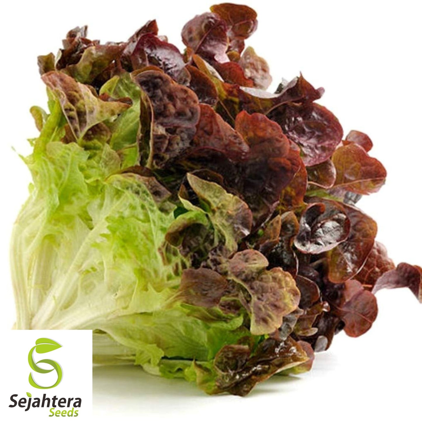 600+ Ruby Red Lettuce Seeds - Heirloom, Non-GMO & Vibrant Salad Greens