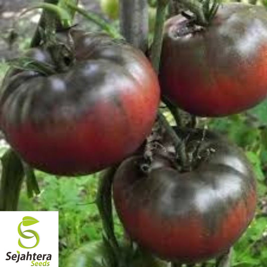 120+ Black From Tula Tomato Seeds - Heirloom, Organic, Non-GMO, Rare & Juicy