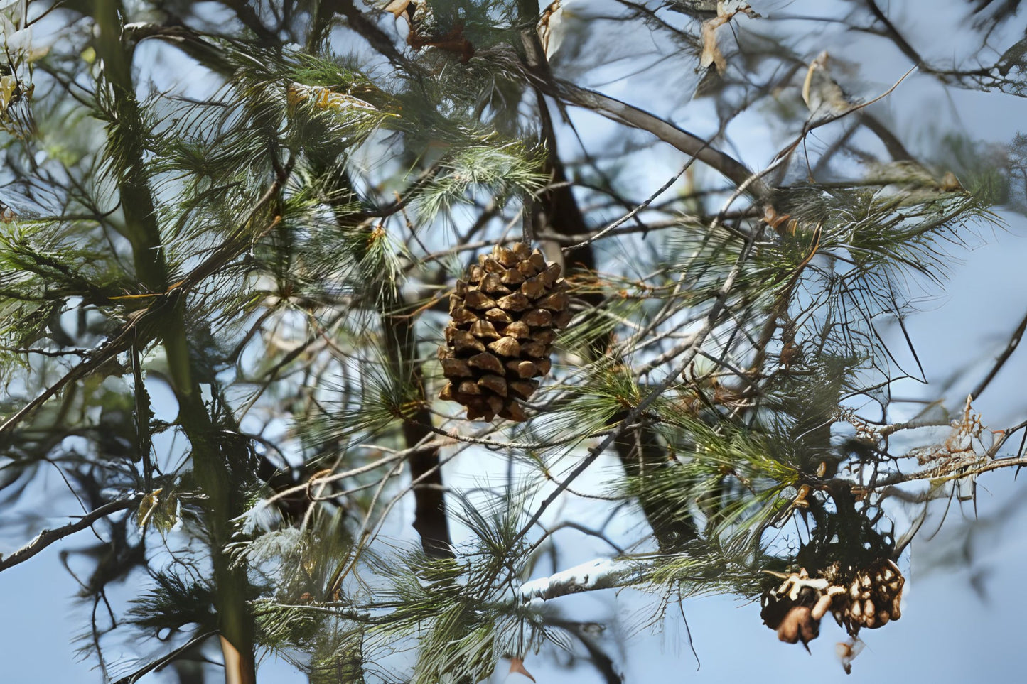 Big-cone Pinyon Martinez Maxipinon (Pinus maximartinezii)