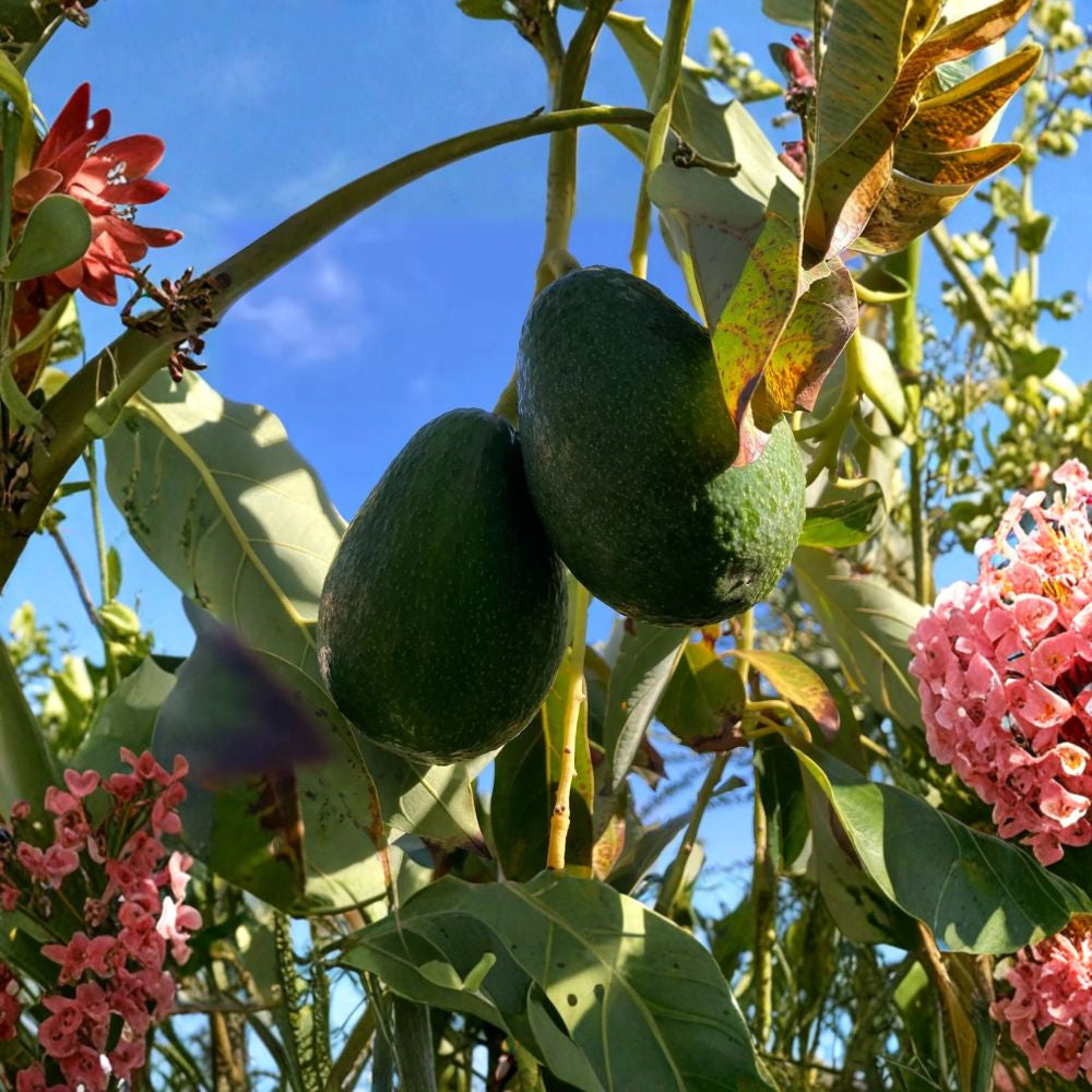 Fantastic Avocado – Persea americana 10 Seeds  Easy to Grow | Seed-Grown Avocado Tree | Great for Containers & Home Gardens