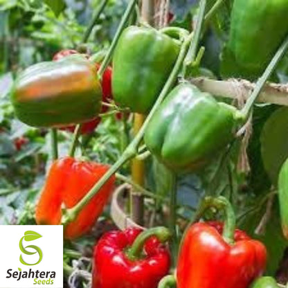 Giant Red Bell Pepper Seeds - 30+ Heirloom, Organic, Non-GMO & Sweet