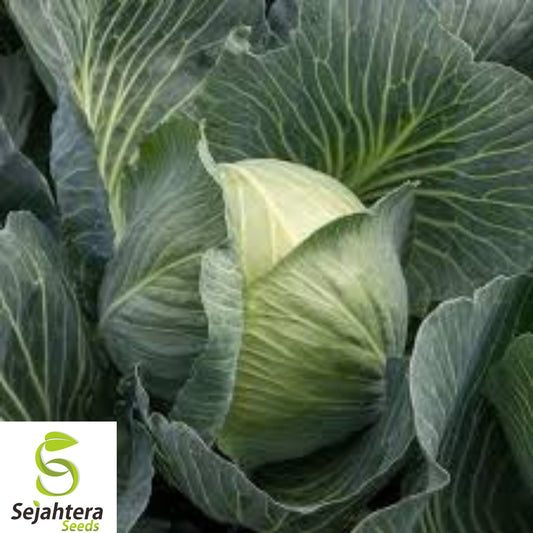 1000+ Early Round Dutch Cabbage Seeds - Heirloom, Non-GMO, Crisp & High-Yield