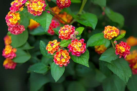 Lantana Plant 6" Pot Yellow & Lilac Flowers Lantana camara - Hardy Ornamental Shrub, Attracts Pollinators, Drought-Tolerant