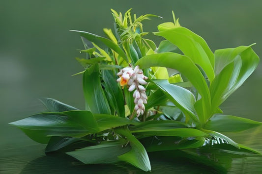 Two Shell Ginger Rhizomes, Alpinia zerumbet, Exotic Blooms & Edible Uses, Freshly Harvested, Free Shipping