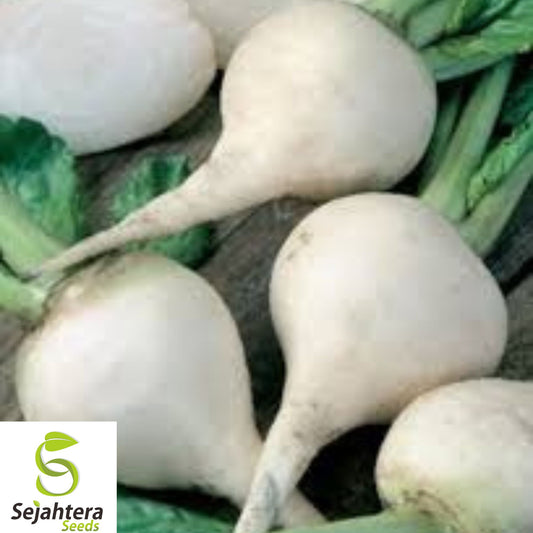250+ White Albino Beet Seeds - Heirloom, Organic, Non-GMO, Sweet & Mild Flavor