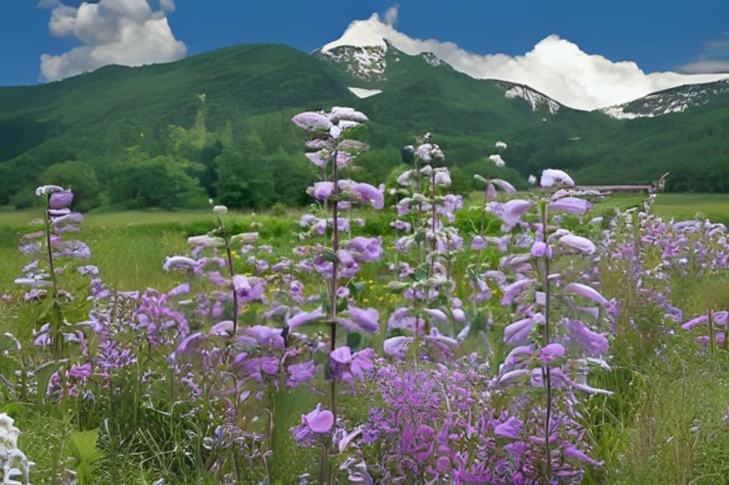 Large Beard Tongue Large Beard-tongue Beardtongue Shell Leaf Penstemon (Penstemon grandiflorus)