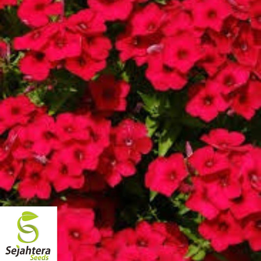 100+ Red Scarlet Phlox Seeds - Phlox Drummondii, Heirloom, Non-GMO, Bright Blooms