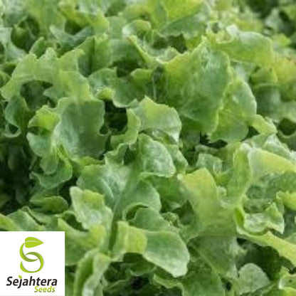 1000 Salad Bowl Lettuce Seeds - Non-GMO, Tender & Crisp Greens