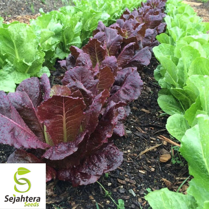 600+ Ruby Red Lettuce Seeds - Heirloom, Non-GMO & Vibrant Salad Greens