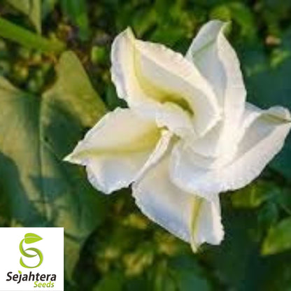 Moonflower Seeds 25 Ct | White Morning Glory Night-Blooming Vine Flower USA