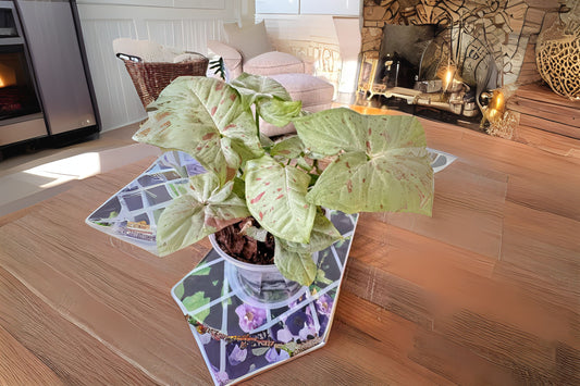 Syngonium Milk Confetti 6" Pot | Variegated Arrowhead Vine | Syngonium Podophyllum | Unique Green & White Leaves