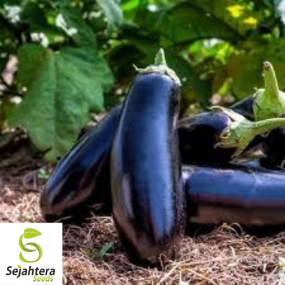 Eggplant Black Beauty Seeds 200+ | Heirloom Vegetable Garden NON-GMO USA