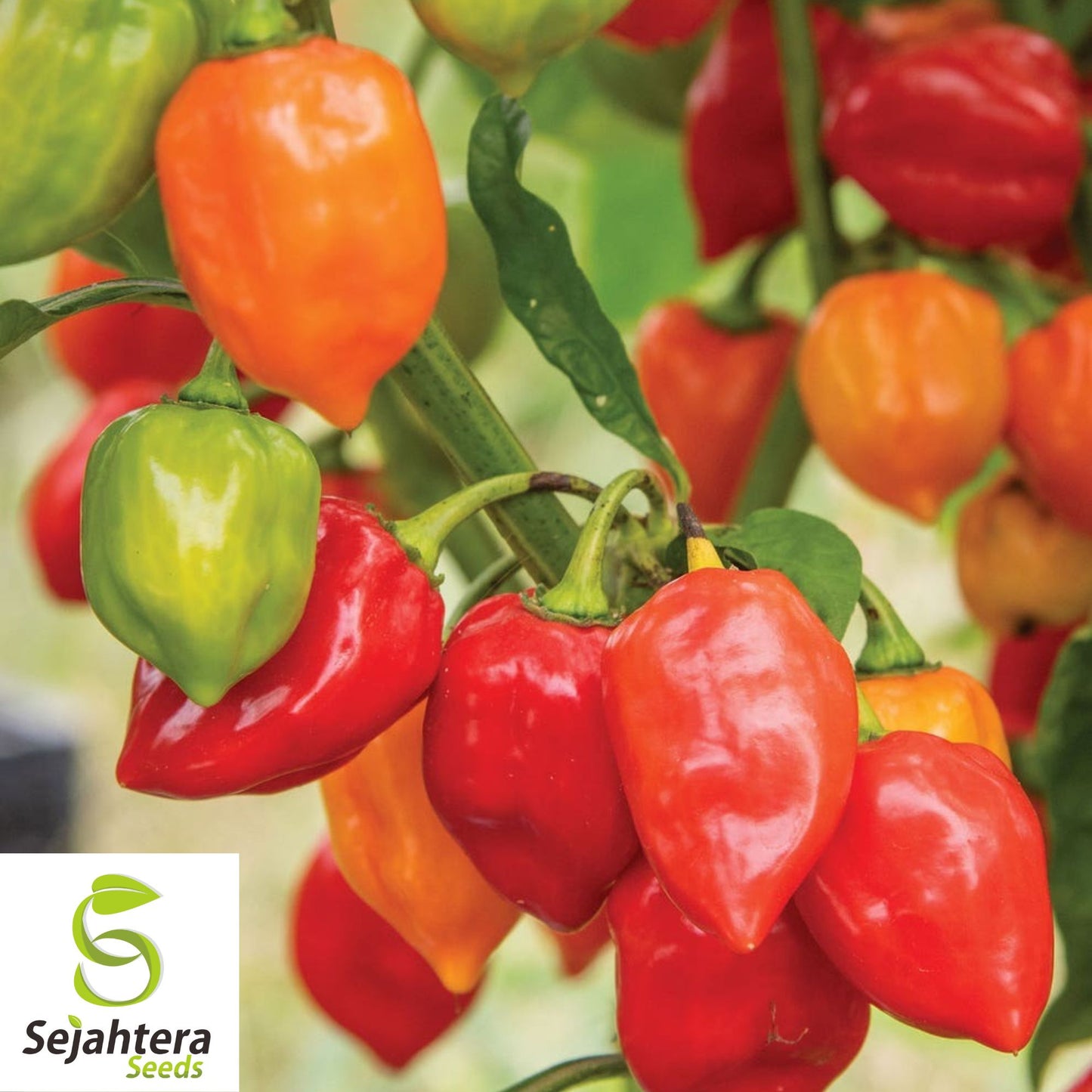 25 Caribbean Red Habanero Pepper Seeds - Non-GMO, Extra Spicy Variety