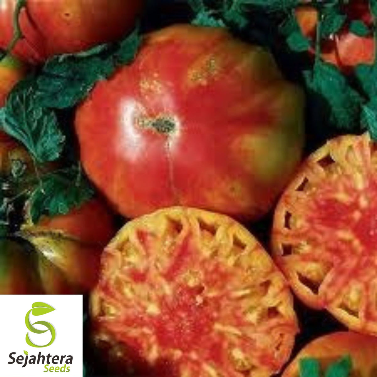 Hillbilly Tomato Seeds - 30+ Heirloom - Organic, Non-GMO & Rare