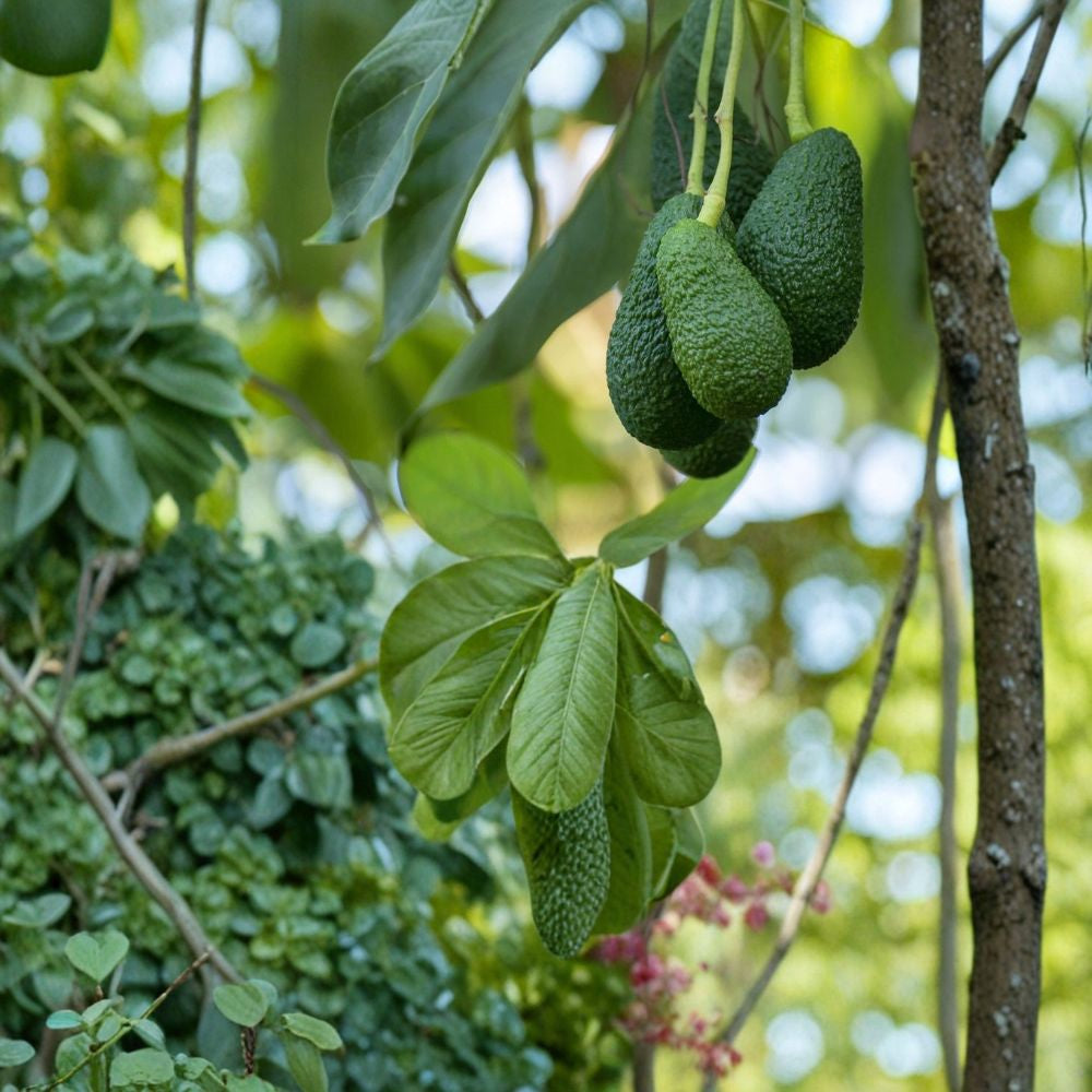 Avocado Tree – Persea americana Live Seedling | 15 Inches Tall | Ready to Plant  Tropical Fruit Starter | Patio & Backyard Friendly | Easy to Grow
