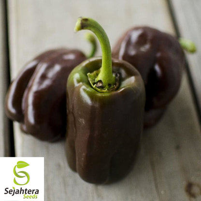 25 Chocolate Beauty Pepper Seeds - Non-GMO, Sweet & Unique Variety