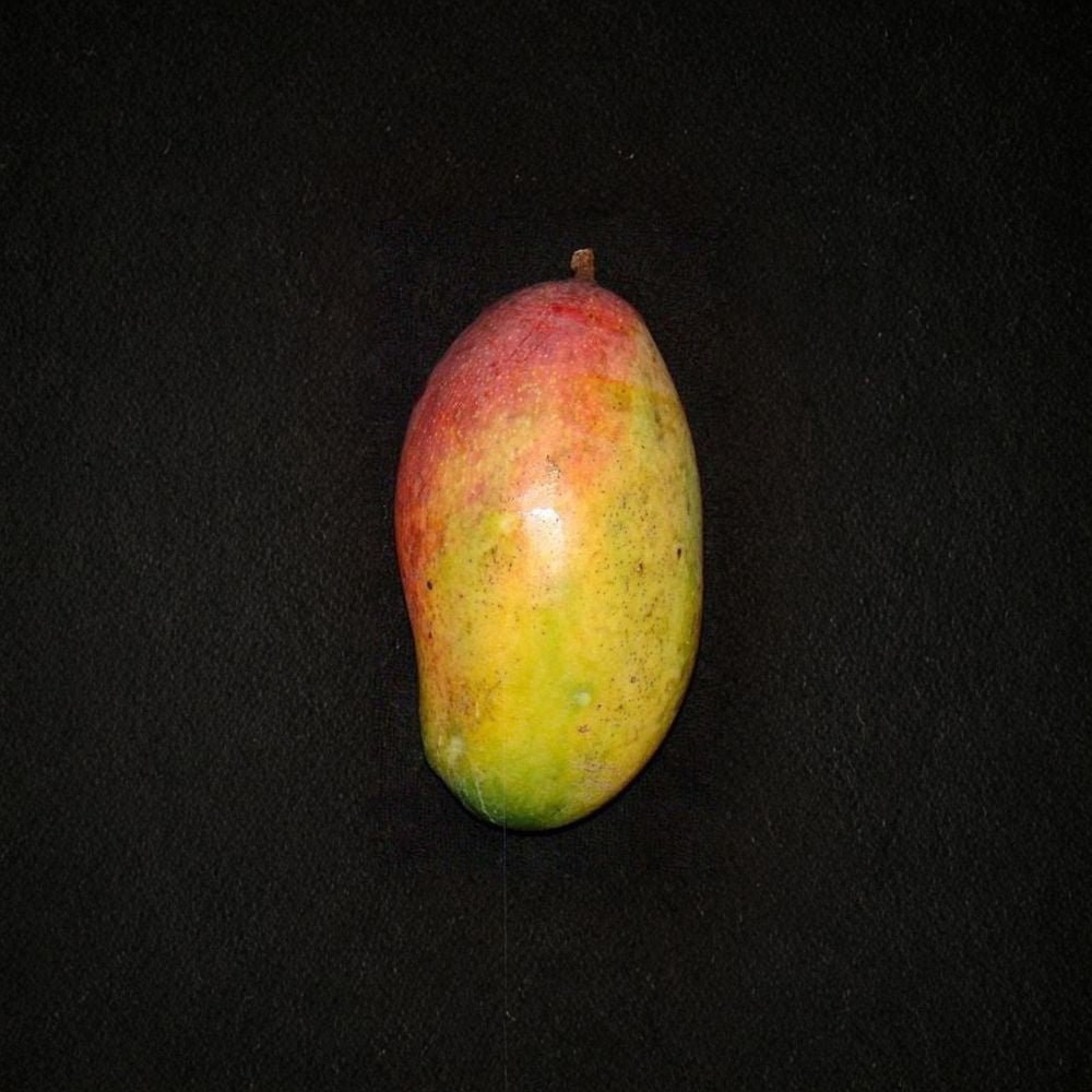Valencia Pride Mango Tree – Mangifera indica Live Grafted Plant | 1–2 Feet Tall | Ships in 3 Gallon Pot  Fiberless Sweet Mango | Fast Growing | Tropical Backyard Favorite