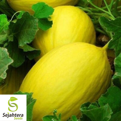 Canary Melon Seeds 25+ | Heirloom Yellow Fruit Cucumis Melo NON-GMO USA