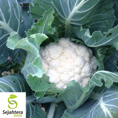 400+ Cauliflower Seeds - Self Blanching, Non-GMO & Heirloom Variety