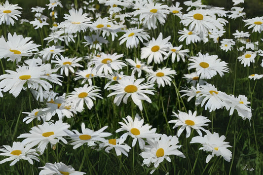 Daisy Dog Daisy Marguerite Moon Ox-eye Daisy (Leucanthemum vulgare)