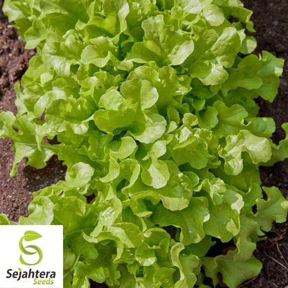 1000 Salad Bowl Lettuce Seeds - Non-GMO, Tender & Crisp Greens