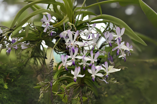 Neostylis Lou Sneary Orchid Plant - White-Blue Lip - Easy Care Blooming Orchid - Neostylis spp.