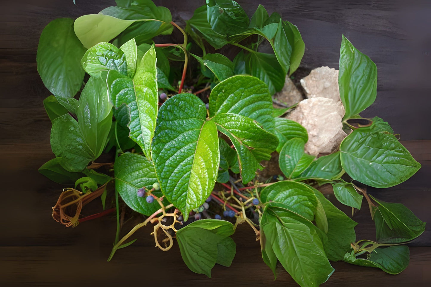 Himalayan Woodbine (Parthenocissus semicordata)