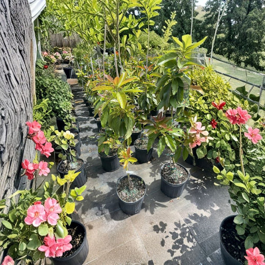 Russell Avocado Tree – Persea americana Air Layered Tree | 3–4 Feet Tall | Long Neck Variety  Premium Long Fruit | Fast Establishing | No Shipping to CA