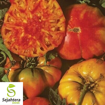 Hillbilly Tomato Seeds - 30+ Heirloom - Organic, Non-GMO & Rare
