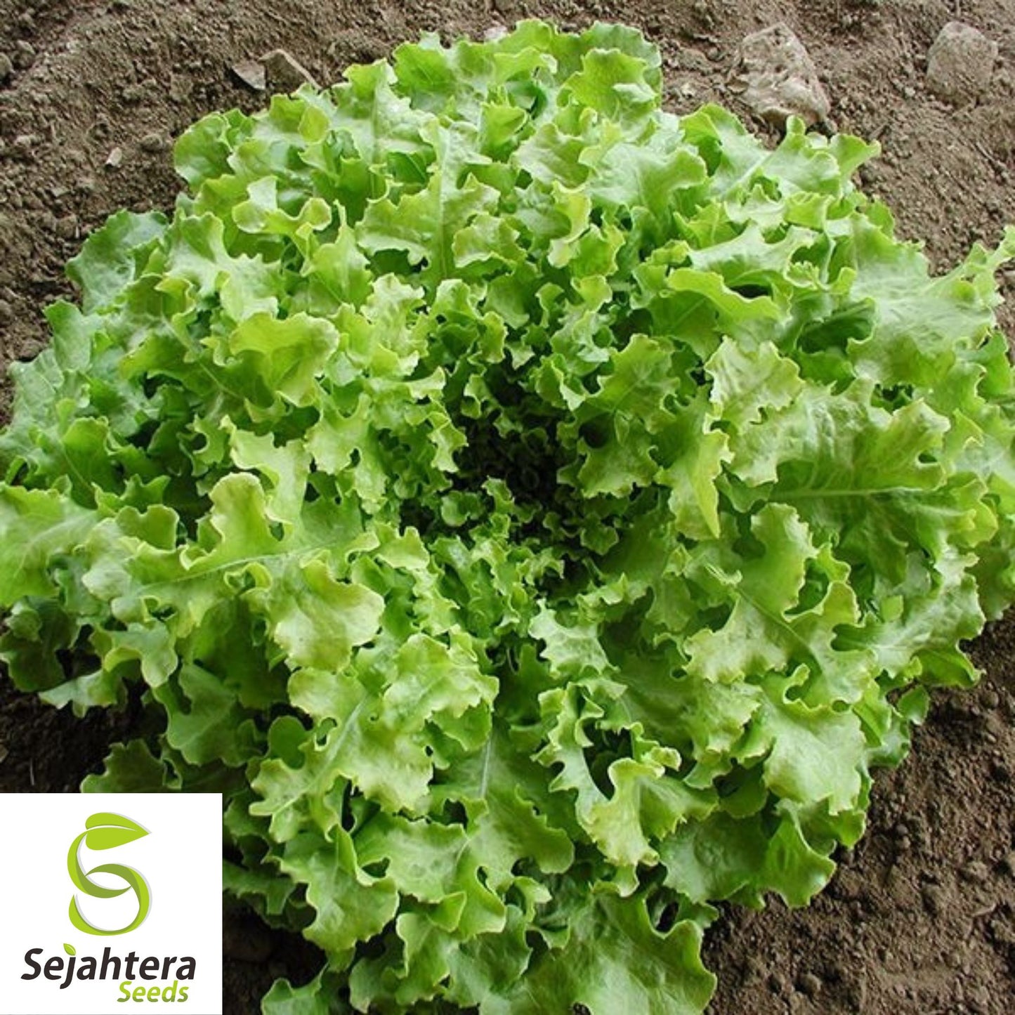 1000 Salad Bowl Lettuce Seeds - Non-GMO, Tender & Crisp Greens