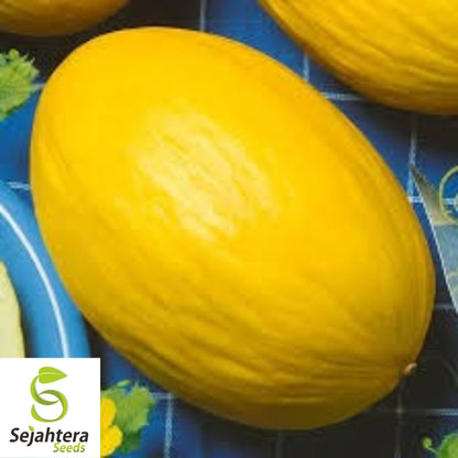 Canary Melon Seeds 25+ | Heirloom Yellow Fruit Cucumis Melo NON-GMO USA