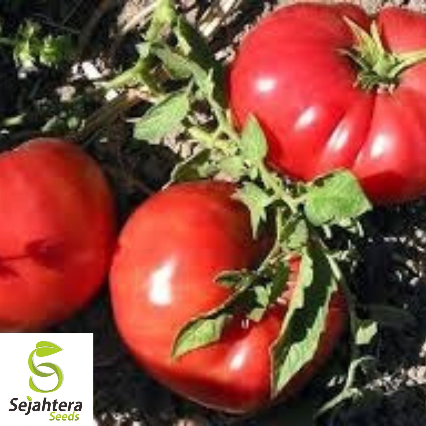 German Johnson Tomato Seeds - 30+ Heirloom, Organic, Non-GMO & Large Fruits