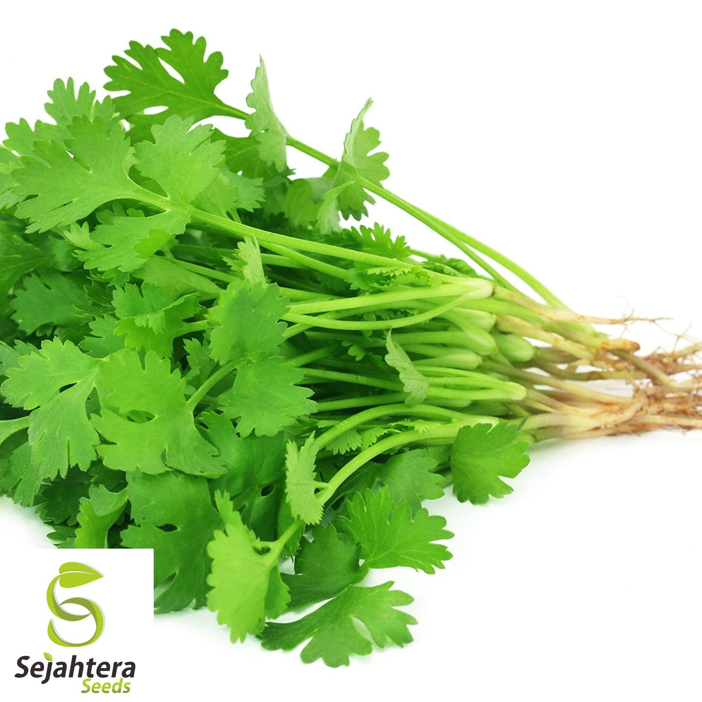 200+ Cilantro / Coriander Seeds - Non-GMO, Heirloom & Aromatic Herb Variety