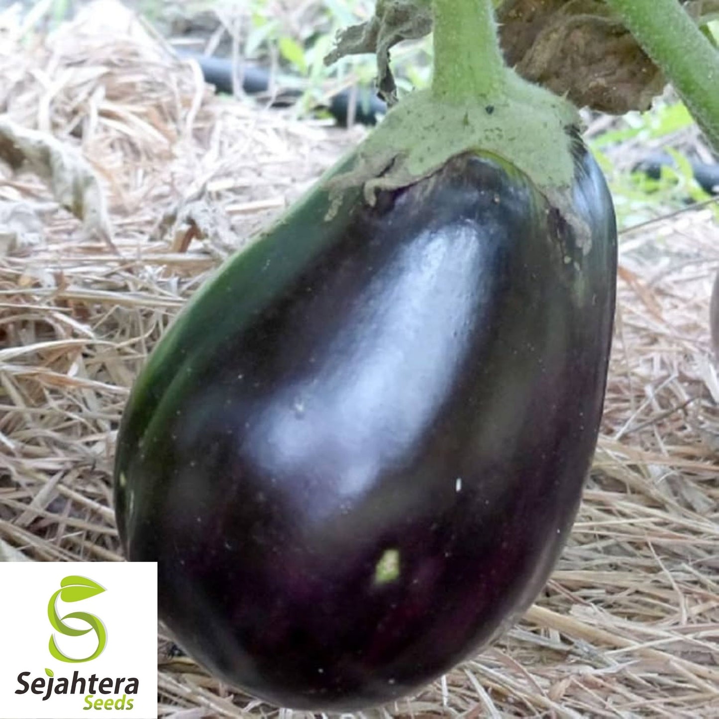 Eggplant Black Beauty Seeds 200+ | Heirloom Vegetable Garden NON-GMO USA