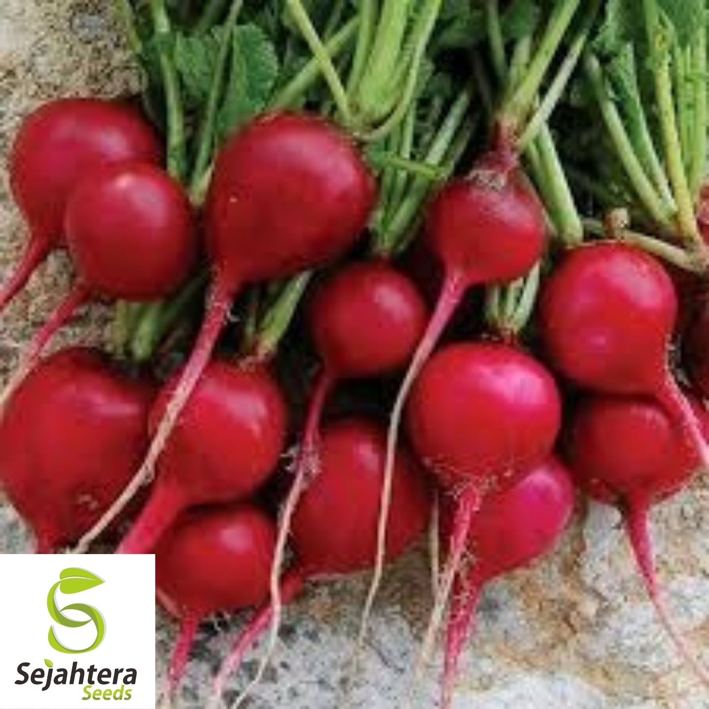 Early Scarlet Globe Radish Seeds 200 Ct | Heirloom NON-GMO Vegetable Garden USA