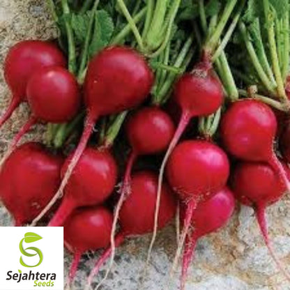 Early Scarlet Globe Radish Seeds 200 Ct | Heirloom NON-GMO Vegetable Garden USA