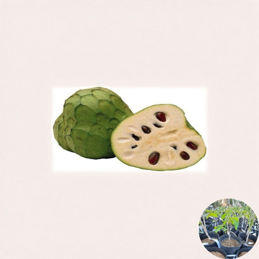 Pierce Cherimoya – Annona cherimola Live Grafted Tree | 1–2 Feet Tall | Ships in 3 Gallon Pot  Sweet Tropical Fruit | Premium Variety | Backyard Orchard Favorite