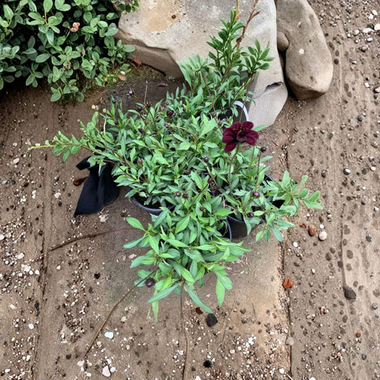 Cosmos atrosanguineus ‘Chocamocha’ – Chocolate Cosmos Live Perennial Plant | 4 Inches Tall | Ships in 3” Pot  Chocolate Scented Blooms | Compact Mounding Habit | Long Blooming