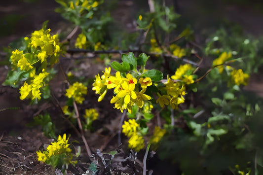Buffalo Currant Clove Golden Missouri Currant (Ribes aureum)