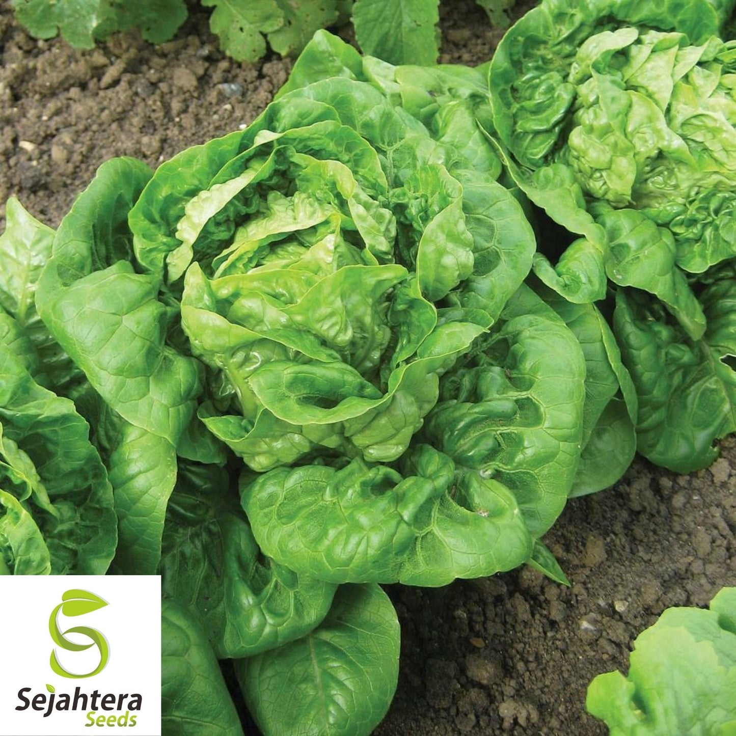 Little Gem Lettuce Seeds 600+ | Mini Romaine Lettuce NON-GMO USA