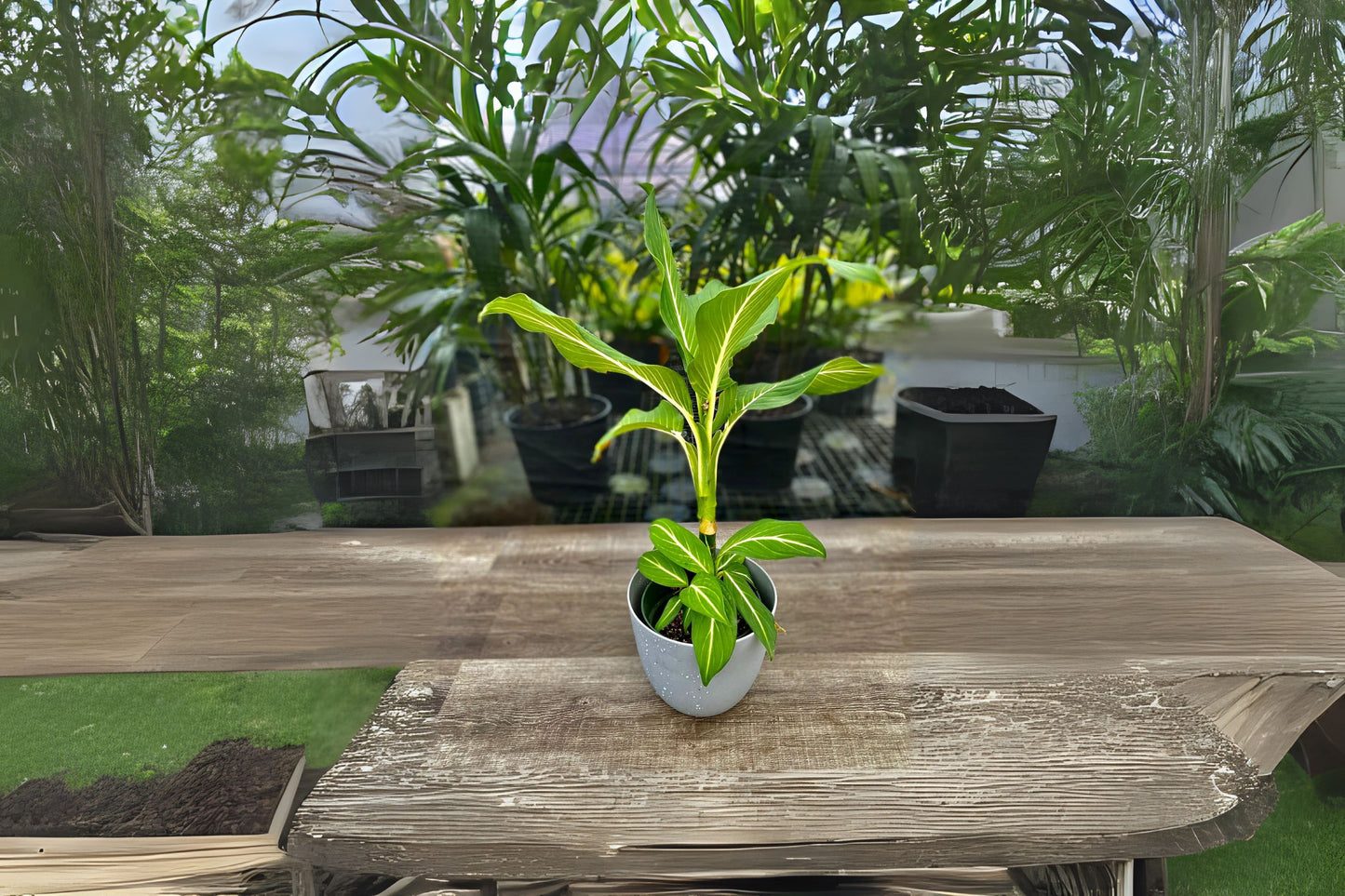 Dieffenbachia 'Sterling' 9" Pot | Variegated Houseplant with White Veins | Easy Care Indoor Plant | Disease-Free Dieffenbachia