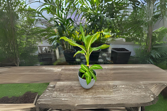 Dieffenbachia 'Sterling' 9" Pot | Variegated Houseplant with White Veins | Easy Care Indoor Plant | Disease-Free Dieffenbachia