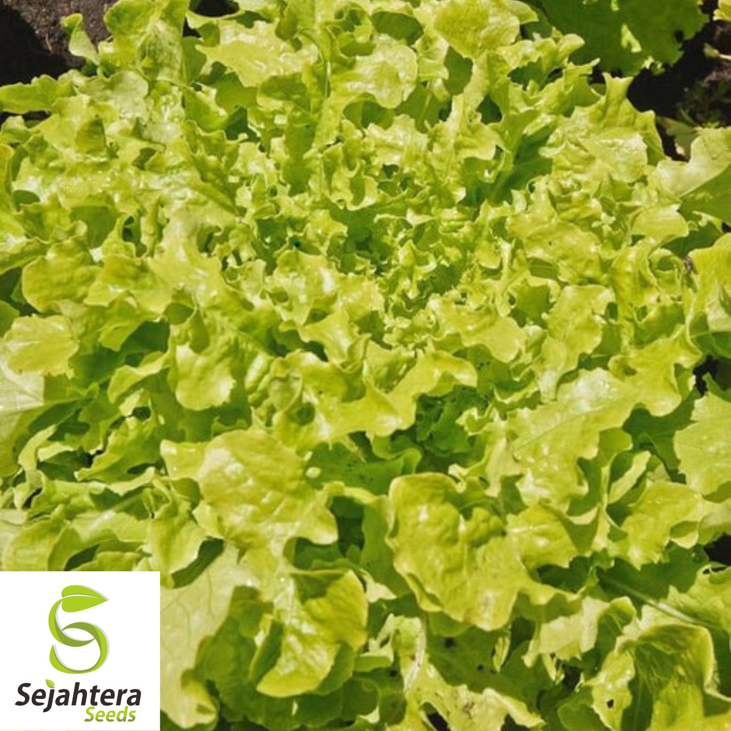 1000 Salad Bowl Lettuce Seeds - Non-GMO, Tender & Crisp Greens