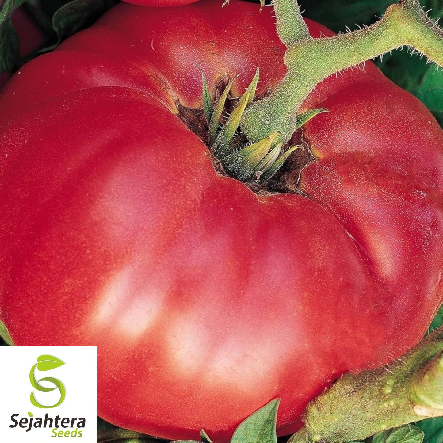 German Johnson Tomato Seeds - 30+ Heirloom, Organic, Non-GMO & Large Fruits