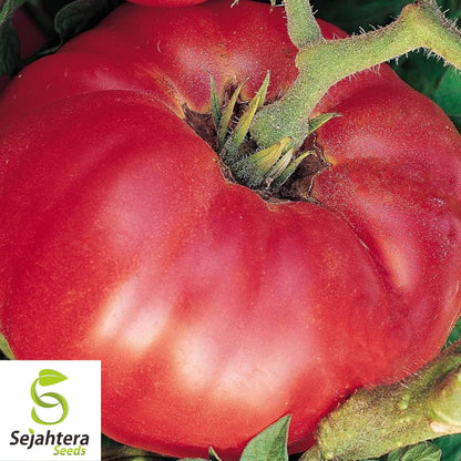 German Johnson Tomato Seeds - 30+ Heirloom, Organic, Non-GMO & Large Fruits