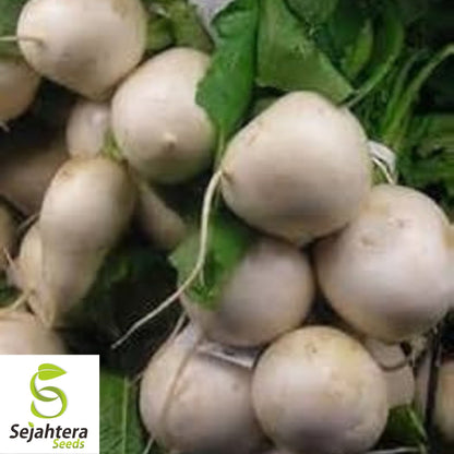 Seven Top Turnip Seeds 1000+ | Heirloom NON-GMO Vegetable Garden USA